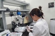 충남서 올해 첫 일본뇌염 매개 모기 발견 "주의 당부"