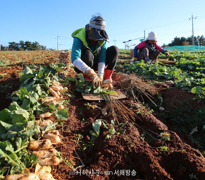 (사진=태안군청 제공)