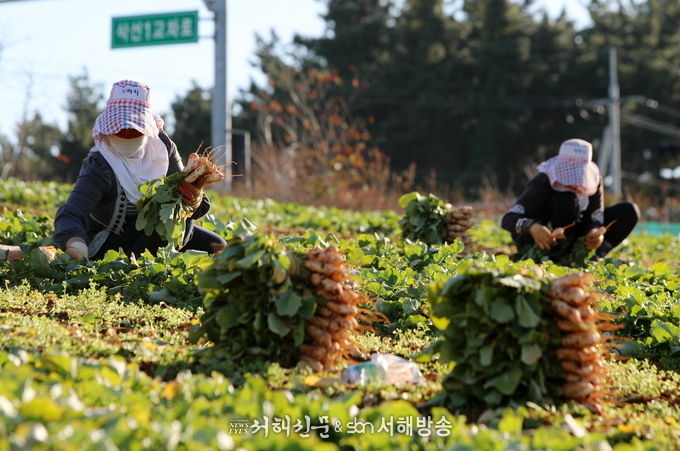 (사진=태안군청 제공)