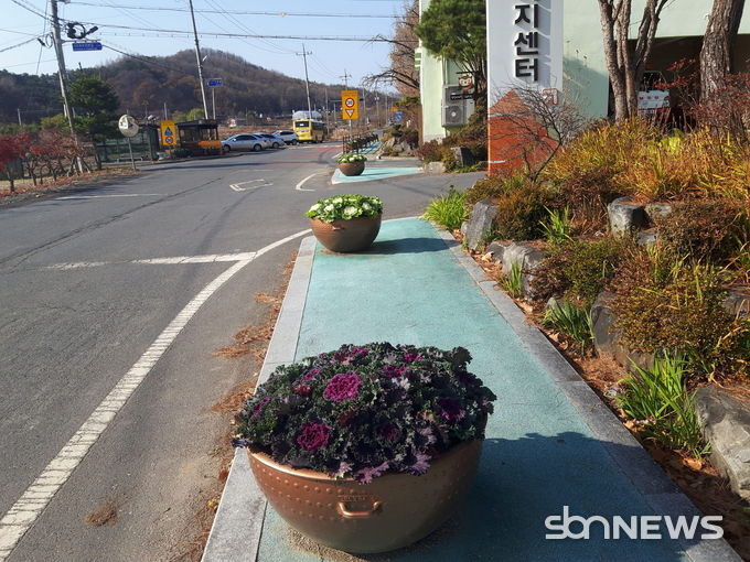 시초면 주요도로변 꽃양배추 식재