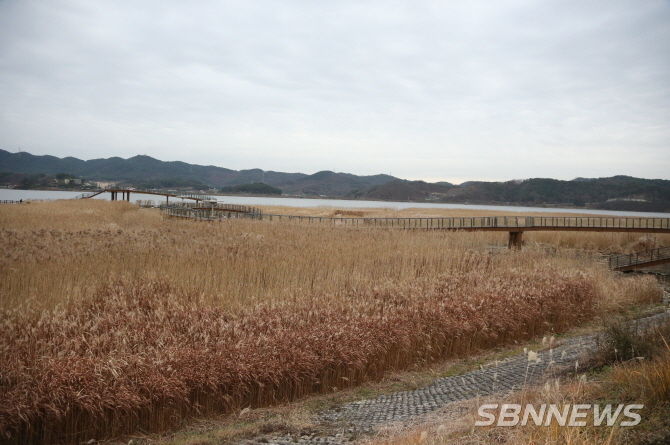 신성리 갈대밭