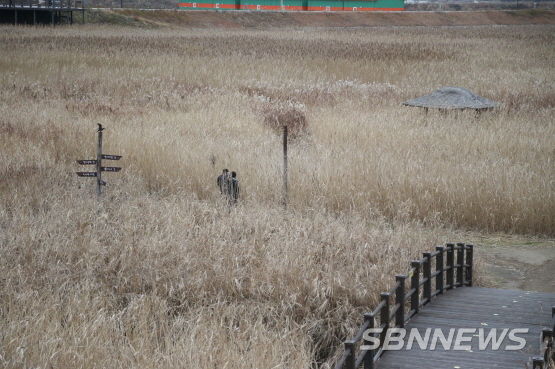 신성리갈대밭