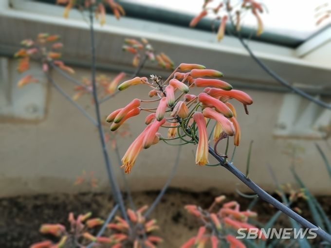 Aloe chabaudii (사진제공 = 국립생태원)