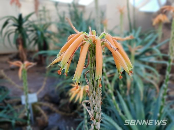 Aloe speciosa (사진제공 = 국립생태원)