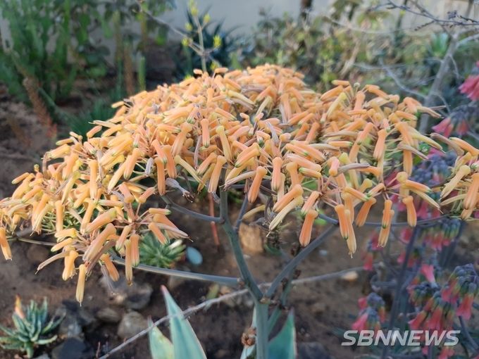 Aloe striata (사진제공 = 국립생태원)