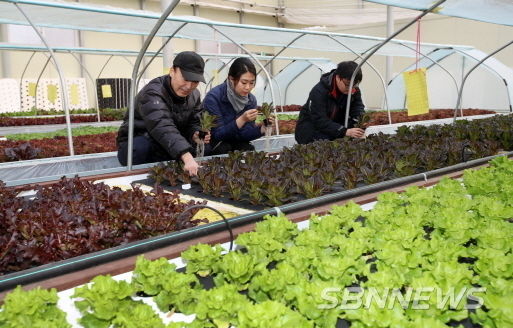 태안읍 남산리 서유채농장의 채소 재배 모습