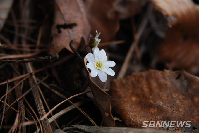 노루귀 (사진제공=국립생태원)