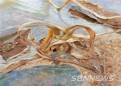 마늘 잎집썩음병 증상