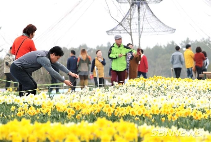 지난해 수선화 축제 사진