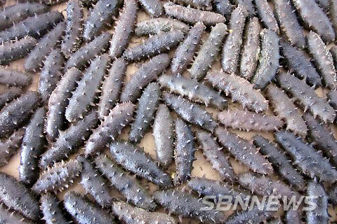 (사진=국립수산과학원 제공)