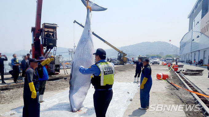 (사진=보령해경 제공)