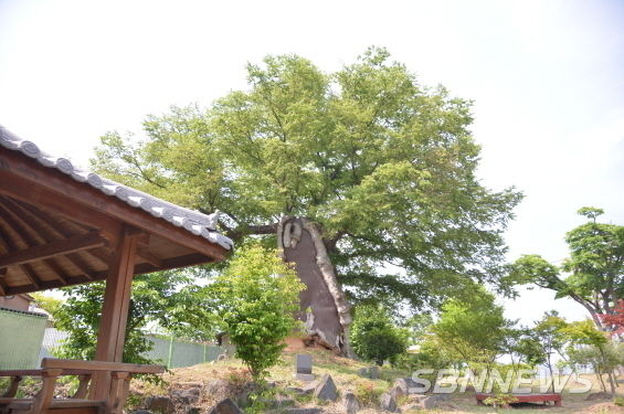 800년 수령의 한산초등학교 느티나무