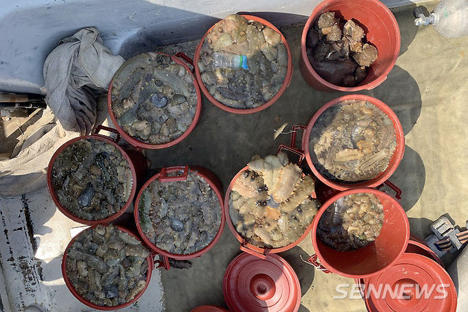 불법으로 포획한 해삼 150kg. (사진=태안해경 제공)