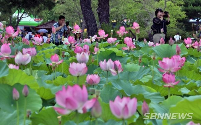 지난해 부여서동연꽃축제장. (사진=부여군청 제공)
