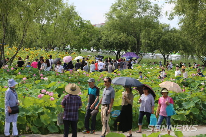 지난해 부여서동연꽃축제장. (사진=부여군청 제공)