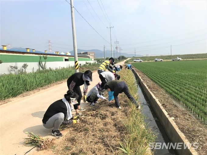 도고면 봉농리에서 마늘캐는 장면