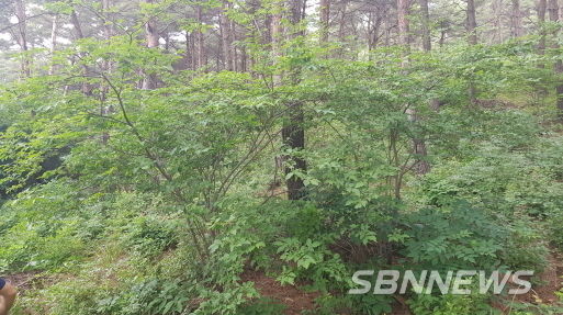 홍성 소나무 숲