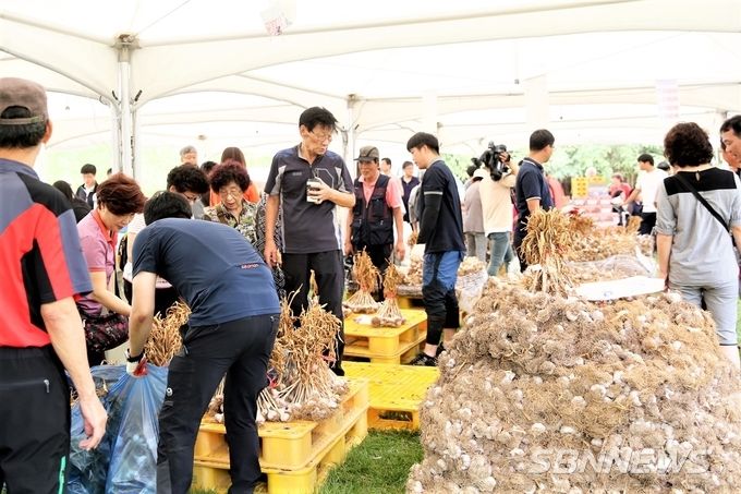 지난해 열린 서산6쪽마늘 축제 모습