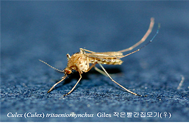 일본뇌염 매개 모기인 작은빨간집모기. (사진=질병관리본부 제공)