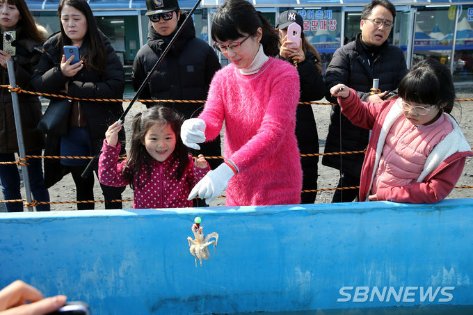동백꽃·주꾸미 축제
