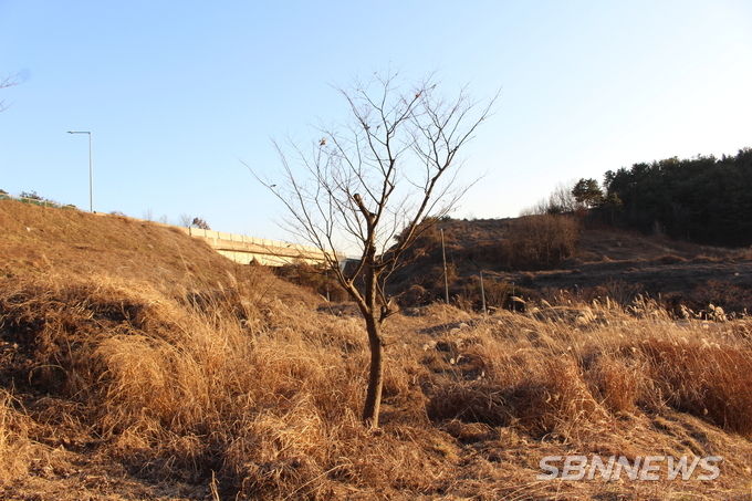 억새와 칡덩굴로 뒤덮힌 풍정리유적공원