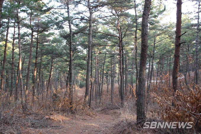 대숲길은 다시 솔숲길로 이어진다