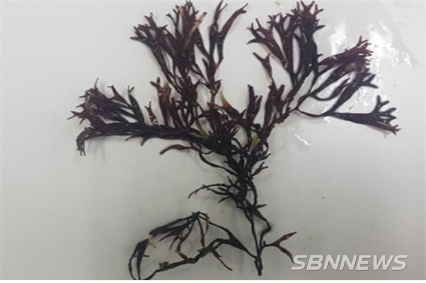 가지까막살 (사진=국립해양생물자원관)