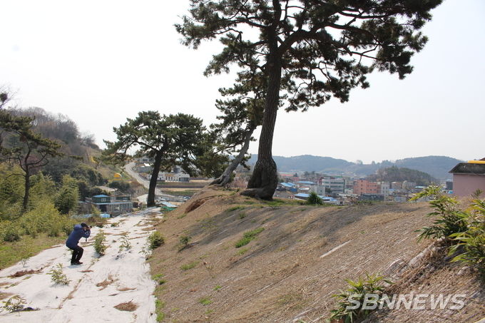 노송 뒤로 보이는 서천읍 시가지