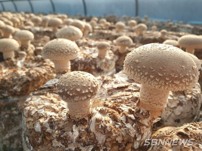 표고버섯 (사진=충남도)