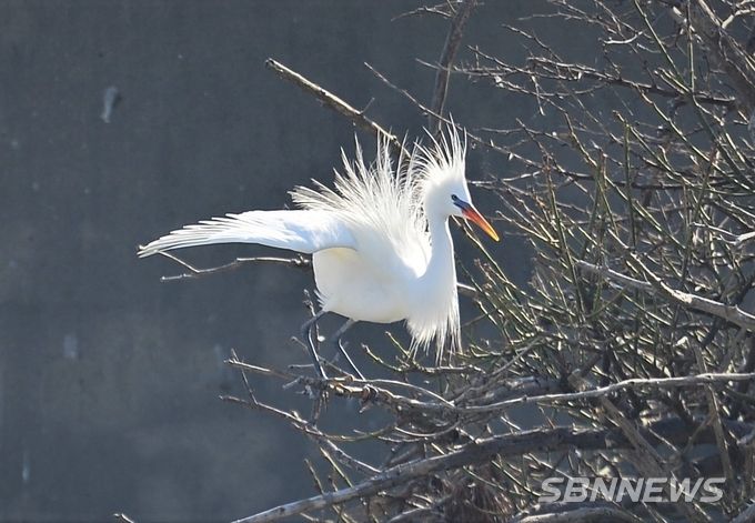 노랑부리백로 (사진=서천지속협)