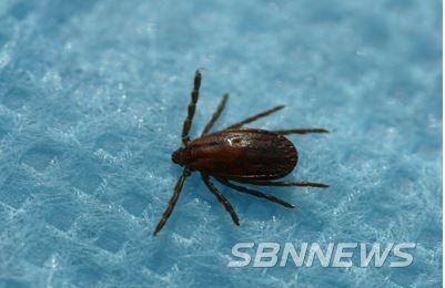 작은 소피 참진드기 (사진=충남도)