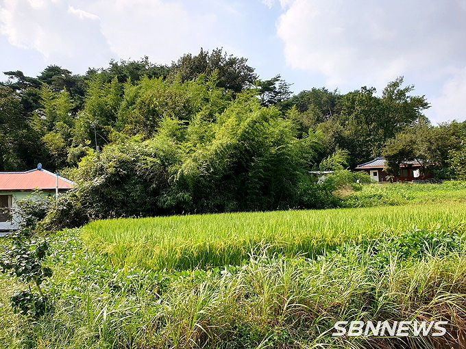 문장리 문장리 서주고을(서지동. 棲遲洞). 대나무가 우거진 곳이 풍옥헌 선생이 살았던 곳이란다.