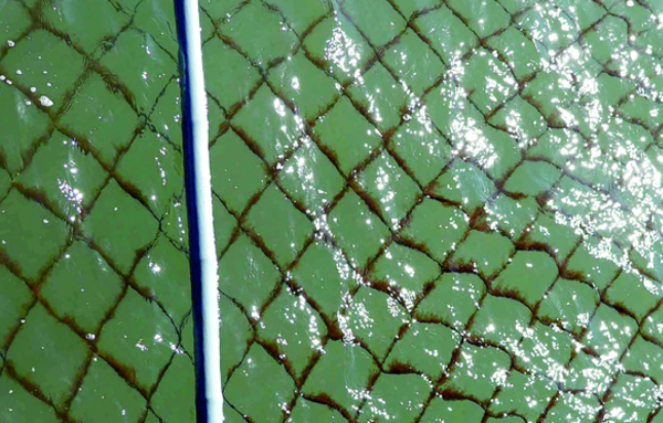 ‘김 황백화 비상’… 김기웅 서천군수, 현장서 진두지휘 등 지원책 주문