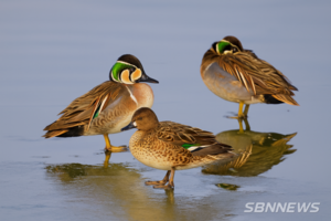 군, ‘철새여행’ 후속 ‘겨울 철새 사진전’ 개최 등 12일 충남 서천군 군정소식