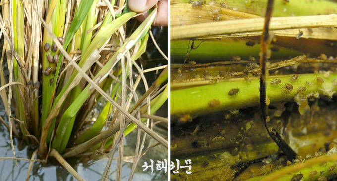 먹노린재(좌측)와 벼멸구(우측)로 인한 피해가 발생하고 있다