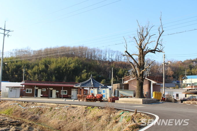마을을 지키고 있는 튤립나무 