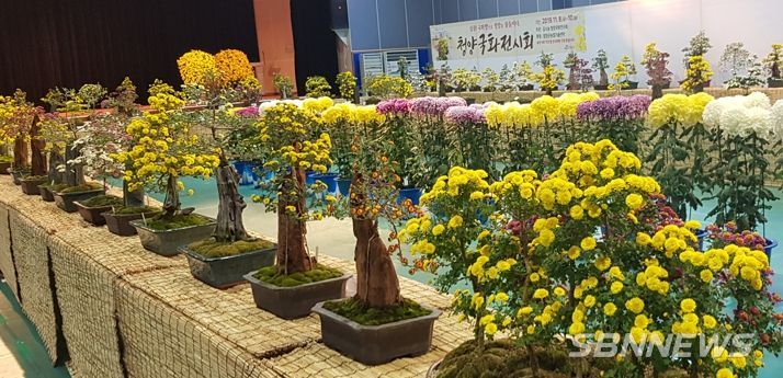 청양군, 15일부터 17일까지 ‘심쿵! 국화 전시회’ 개최