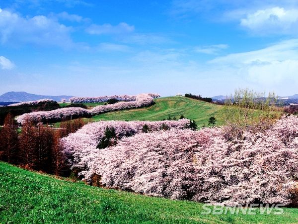 서산 알프스가 온다! 초원 위 산책로 눈앞