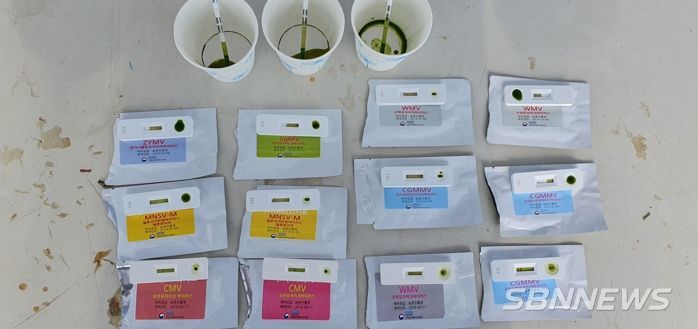 청양군, 원예작물 바이러스병 간이 진단 서비스 제공