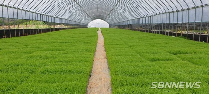 홍성군농업기술센터, 못자리 실패 걱정 근심 덜어드려요!