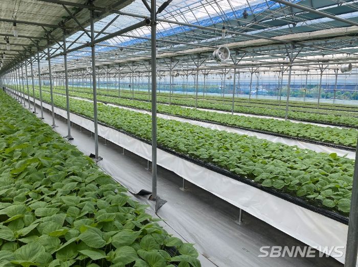 잎들깨 양액재배 모습