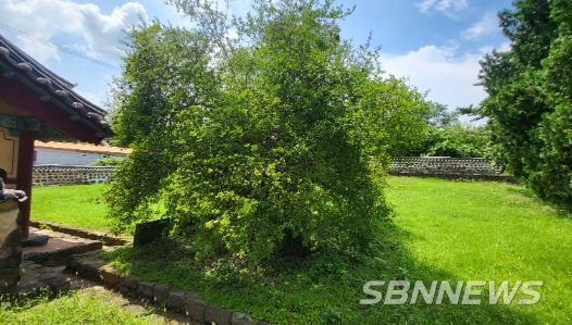 부여 석성동헌 탱자나무